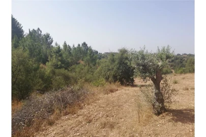 Terreno para Venda em Brogueira, Parceiros de Igreja e Alcorochel