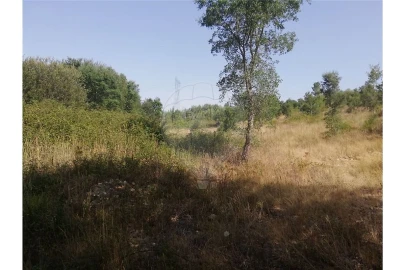 Terreno para Venda em Brogueira, Parceiros de Igreja e Alcorochel