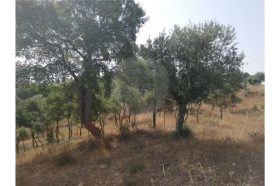 Terreno para Venda em Brogueira, Parceiros de Igreja e Alcorochel