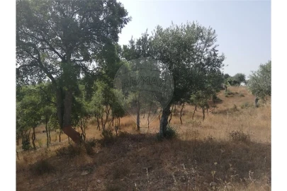 Terreno para Venda em Brogueira, Parceiros de Igreja e Alcorochel