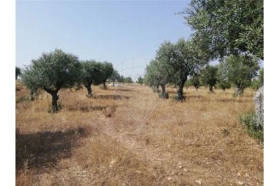 Terreno para Venda em Brogueira, Parceiros de Igreja e Alcorochel
