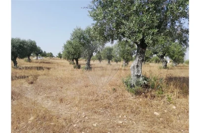 Terreno para Venda em Brogueira, Parceiros de Igreja e Alcorochel