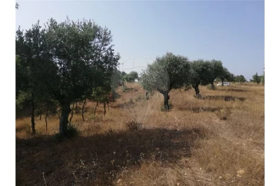 Terreno para Venda em Brogueira, Parceiros de Igreja e Alcorochel