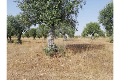 Terreno para Venda em Brogueira, Parceiros de Igreja e Alcorochel