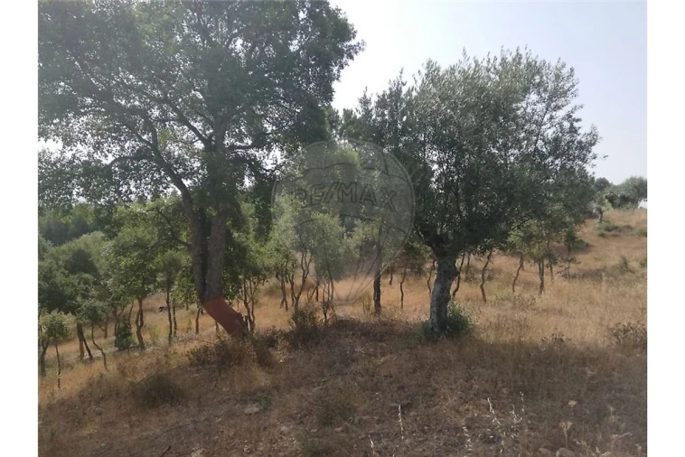 Terreno para Venda em Brogueira, Parceiros de Igreja e Alcorochel Foto 10