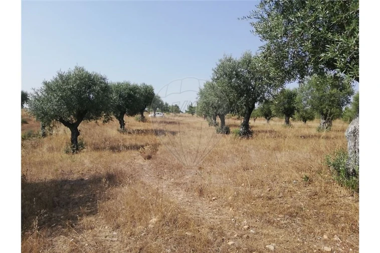 Terreno para Venda em Brogueira, Parceiros de Igreja e Alcorochel Foto 8
