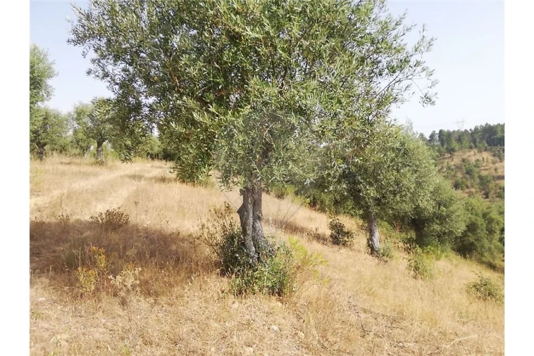 Terreno para Venda em Brogueira, Parceiros de Igreja e Alcorochel Foto 2