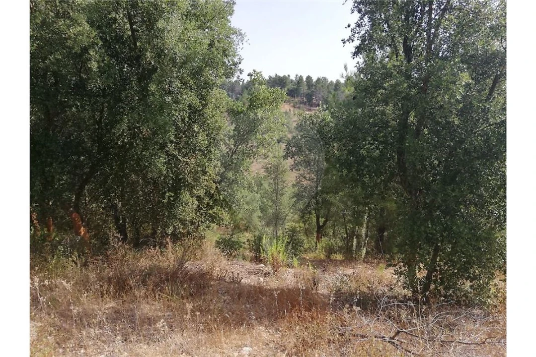 Terreno para Venda em Brogueira, Parceiros de Igreja e Alcorochel Foto 16