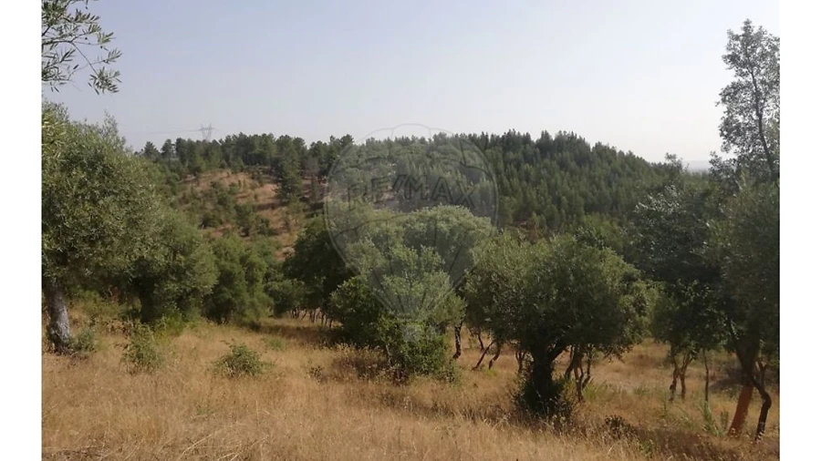 Terreno para Venda em Brogueira, Parceiros de Igreja e Alcorochel