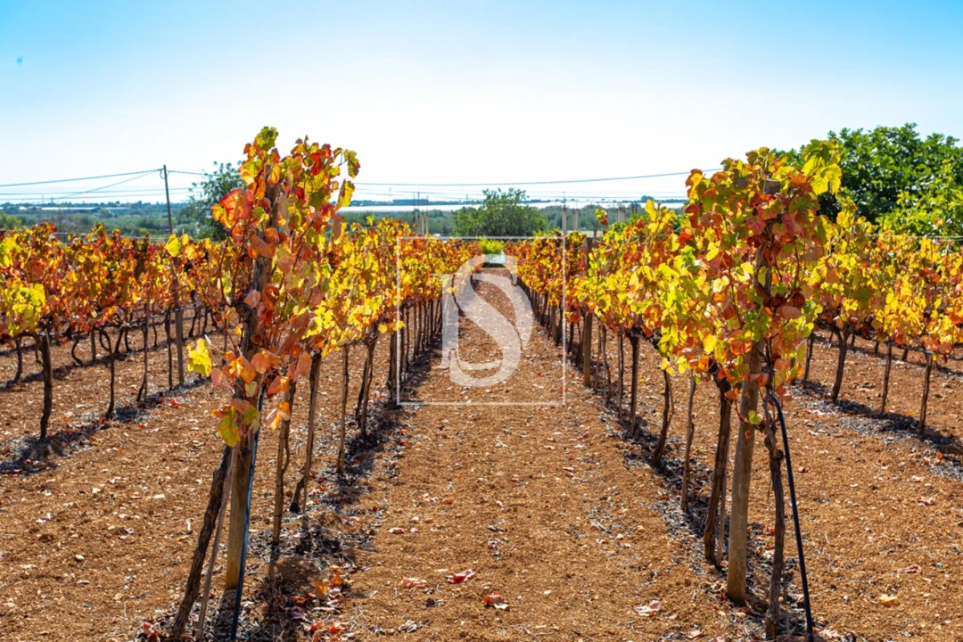 Quinta T10 para Venda em Cachopo Foto 21