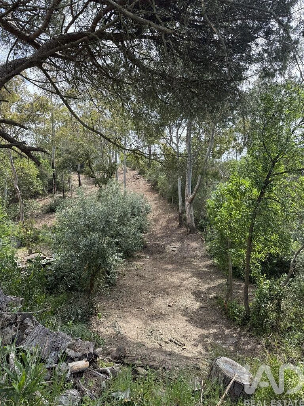 Terreno para Venda em Sesimbra (Castelo) Foto 6