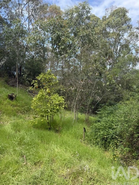 Terreno para Venda em Sesimbra (Castelo)