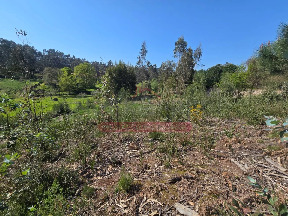 Terreno para Venda em Águeda e Borralha Foto 5