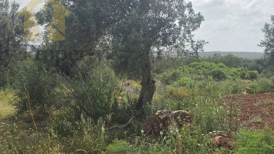Terreno Agricola ou Rústico para Venda em Paderne