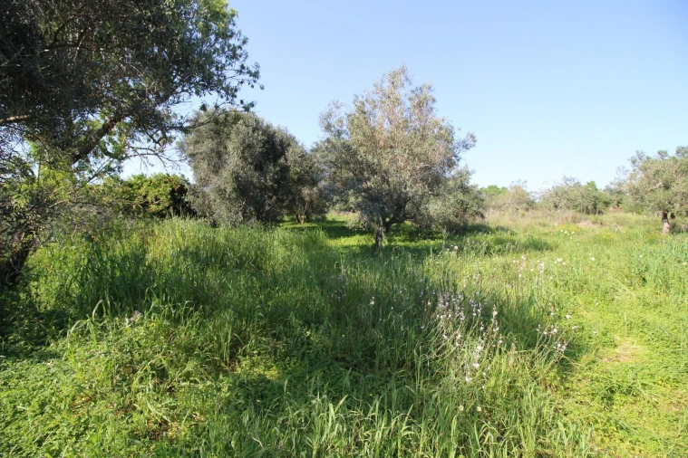 Terreno para Venda em Algoz e Tunes Foto 11