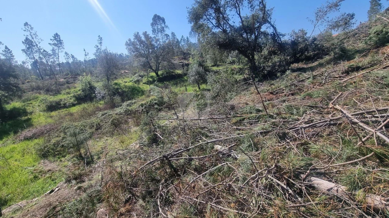 Terreno Agricola ou Rústico para Venda em Santo Andre das Tojeiras Foto 14