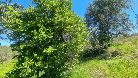 Terreno Agricola ou Rústico para Venda em Santo Andre das Tojeiras