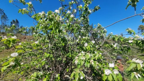 Terreno Agricola ou Rústico para Venda em Santo Andre das Tojeiras