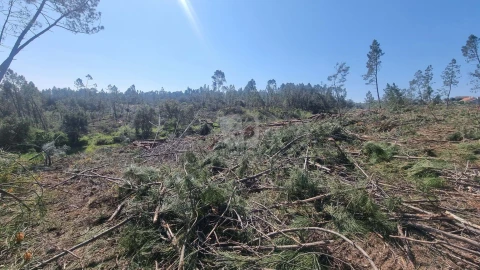 Terreno Agricola ou Rústico para Venda em Santo Andre das Tojeiras