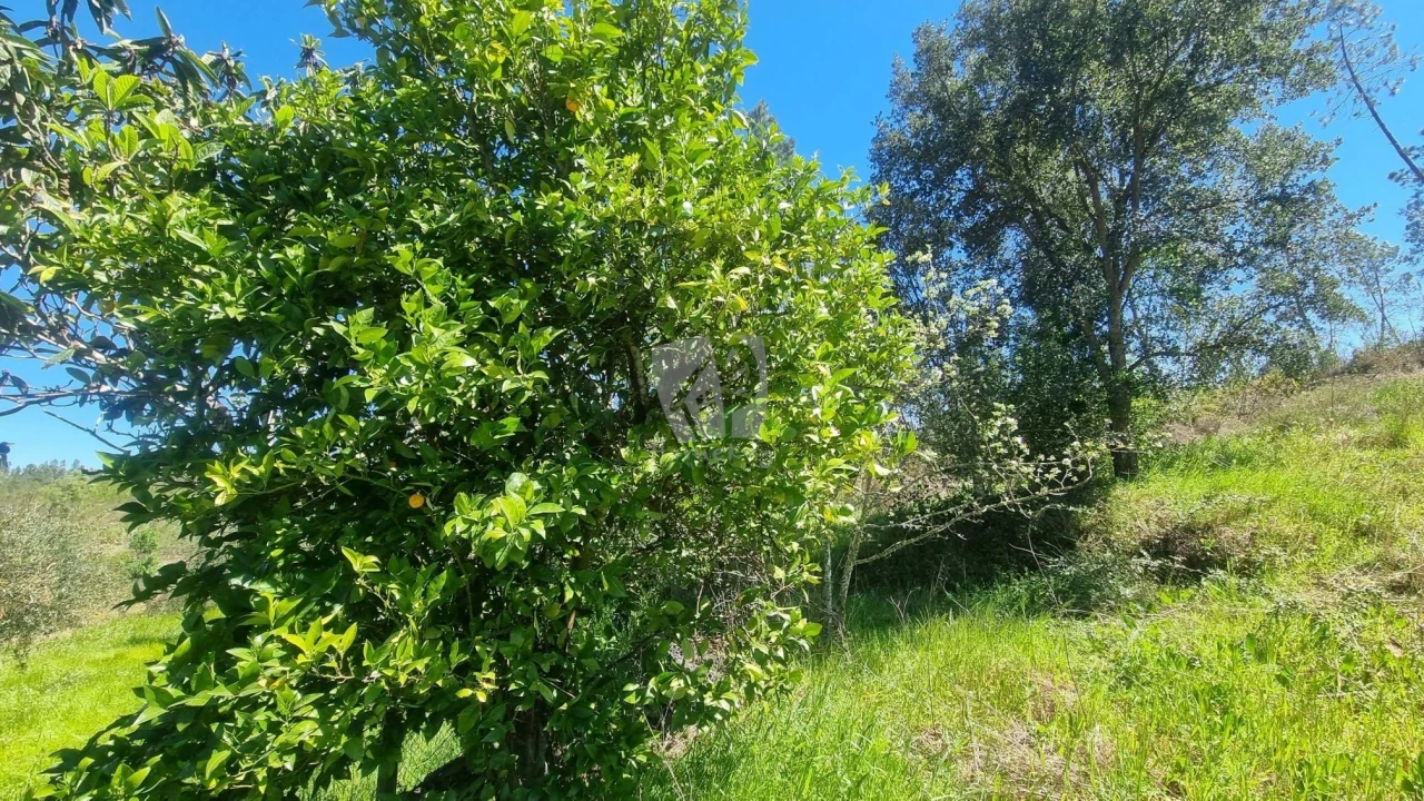 Terreno Agricola ou Rústico para Venda em Santo Andre das Tojeiras Foto 17