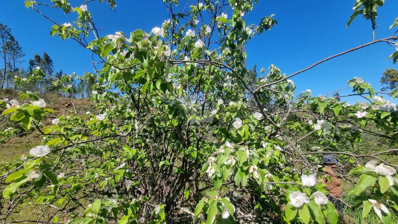 Terreno Agricola ou Rústico para Venda em Santo Andre das Tojeiras Foto 30