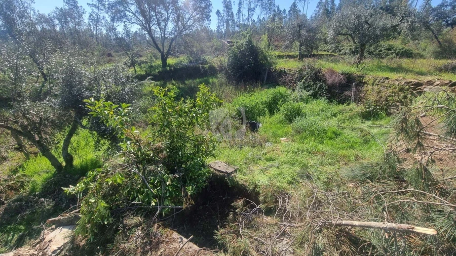 Terreno Agricola ou Rústico para Venda em Santo Andre das Tojeiras Foto 6
