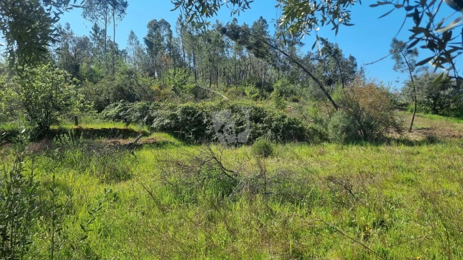 Terreno Agricola ou Rústico para Venda em Santo Andre das Tojeiras Foto 13