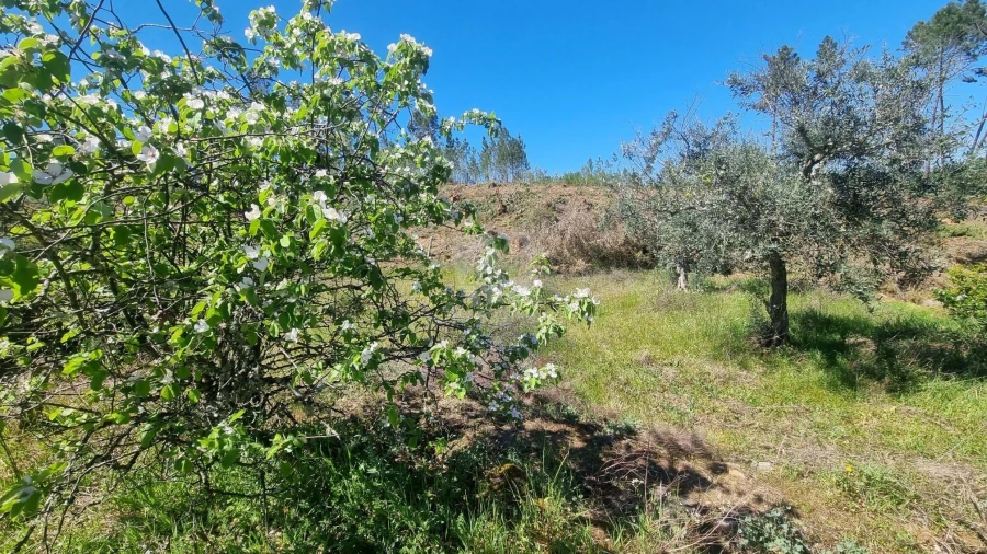 Terreno Agricola ou Rústico para Venda em Santo Andre das Tojeiras Foto 31