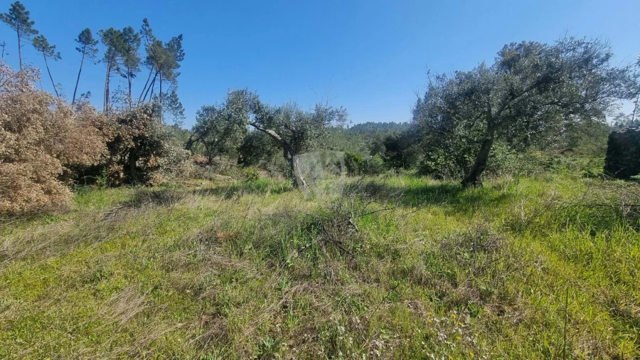 Terreno Agricola ou Rústico para Venda em Santo Andre das Tojeiras Foto 9