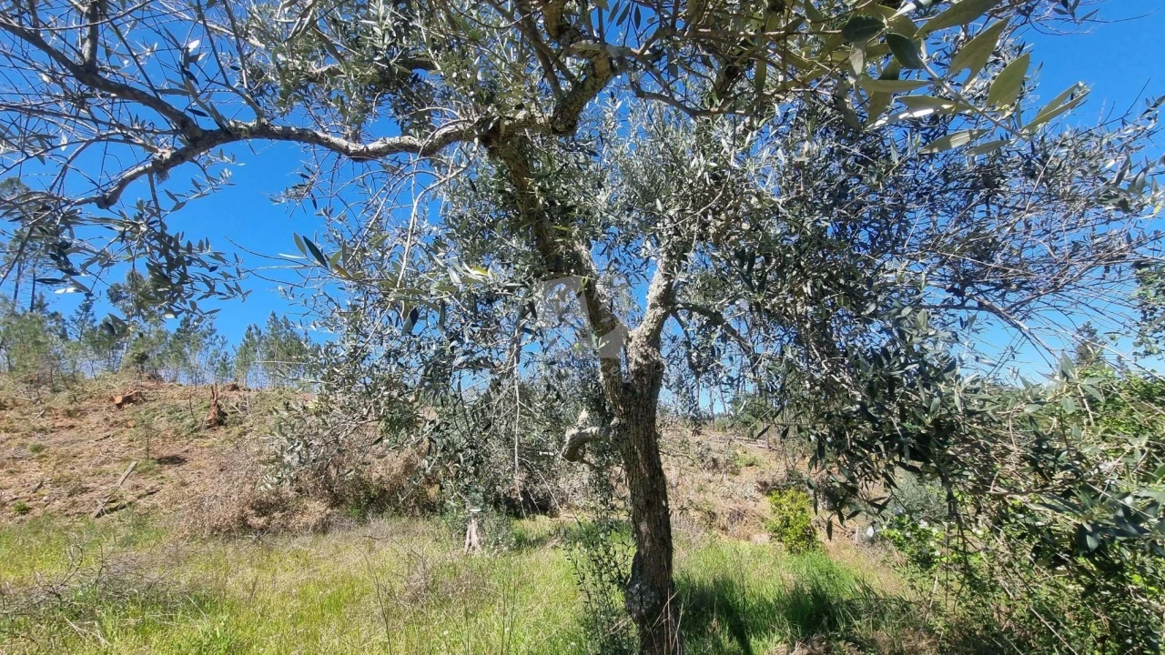 Terreno Agricola ou Rústico para Venda em Santo Andre das Tojeiras Foto 25