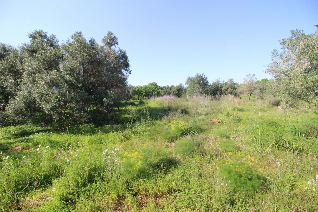 Terreno para Venda em Silves Foto 9