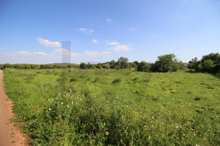 Terreno para Venda em Silves Foto 3
