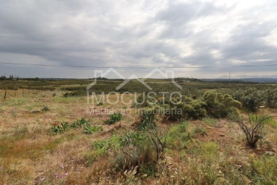 Terreno para Venda em Azinhal