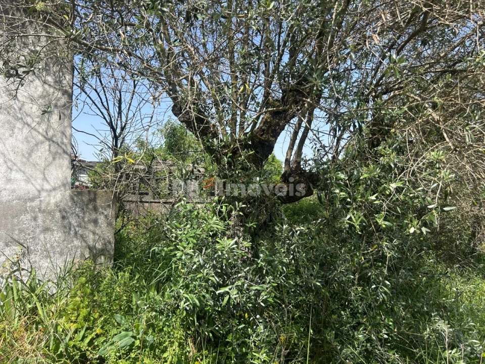 Terreno para Venda em Assentiz Foto 4