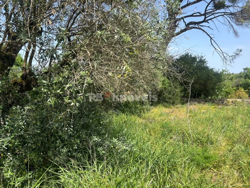 Terreno para Venda em Assentiz Foto 9