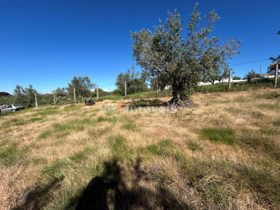 Terreno para Venda em São João Baptista e Santa Maria dos Olivais Foto 6