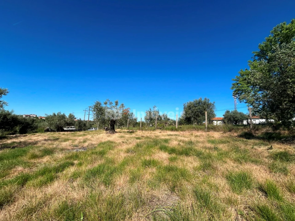 Terreno para Venda em São João Baptista e Santa Maria dos Olivais Foto 8
