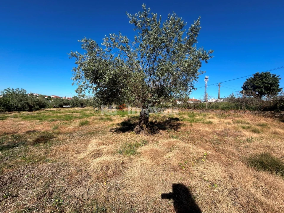 Terreno para Venda em São João Baptista e Santa Maria dos Olivais Foto 11