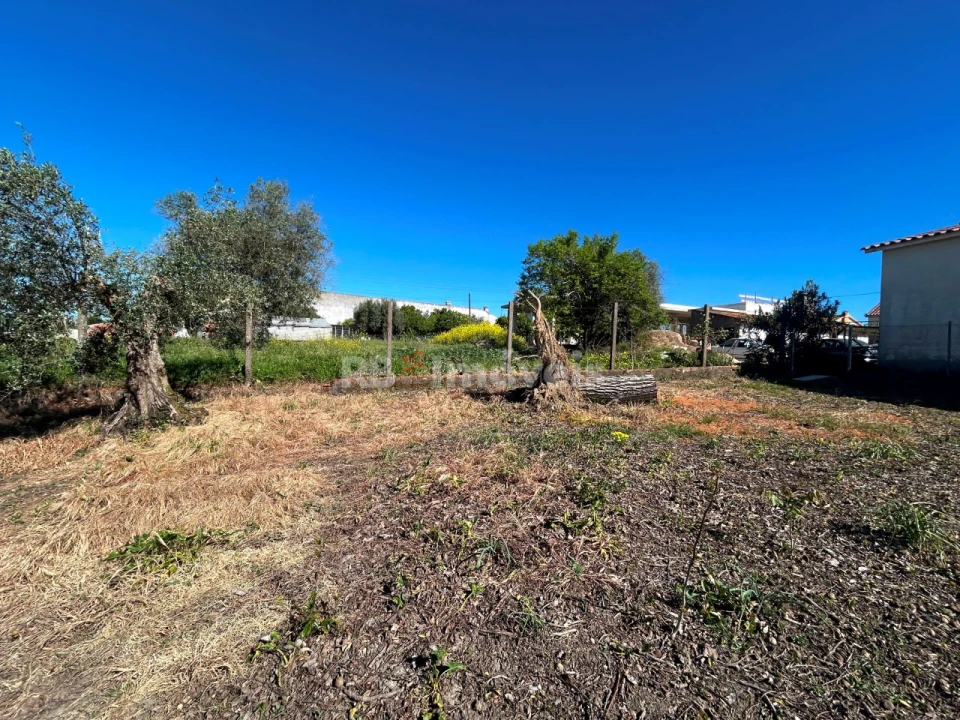 Terreno para Venda em São João Baptista e Santa Maria dos Olivais Foto 19