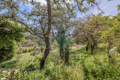 Moradia T3 para Venda em Marmelete