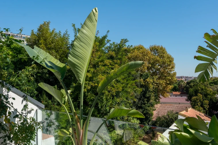 Moradia T4 para Arrendamento em Campo de Ourique Foto 28