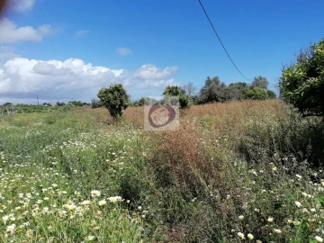 Quinta para Venda em Moncarapacho e Fuseta