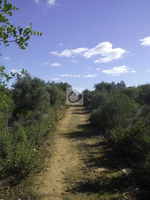Quinta para Venda em Moncarapacho e Fuseta