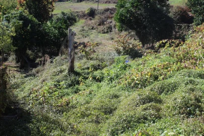 Moradia para Venda em Salvador e Santo Aleixo de Além-Tâmega
