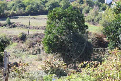 Moradia para Venda em Salvador e Santo Aleixo de Além-Tâmega