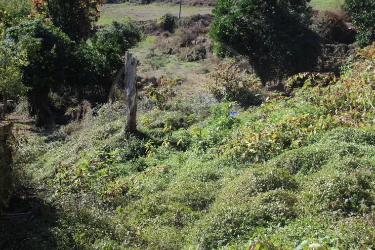 Moradia para Venda em Salvador e Santo Aleixo de Além-Tâmega Foto 10