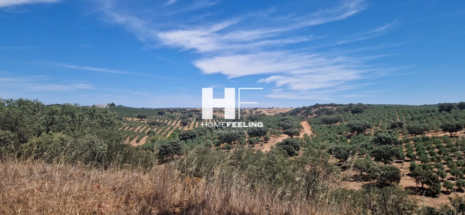 Quinta para Venda em Salvada e Quintos Foto 4