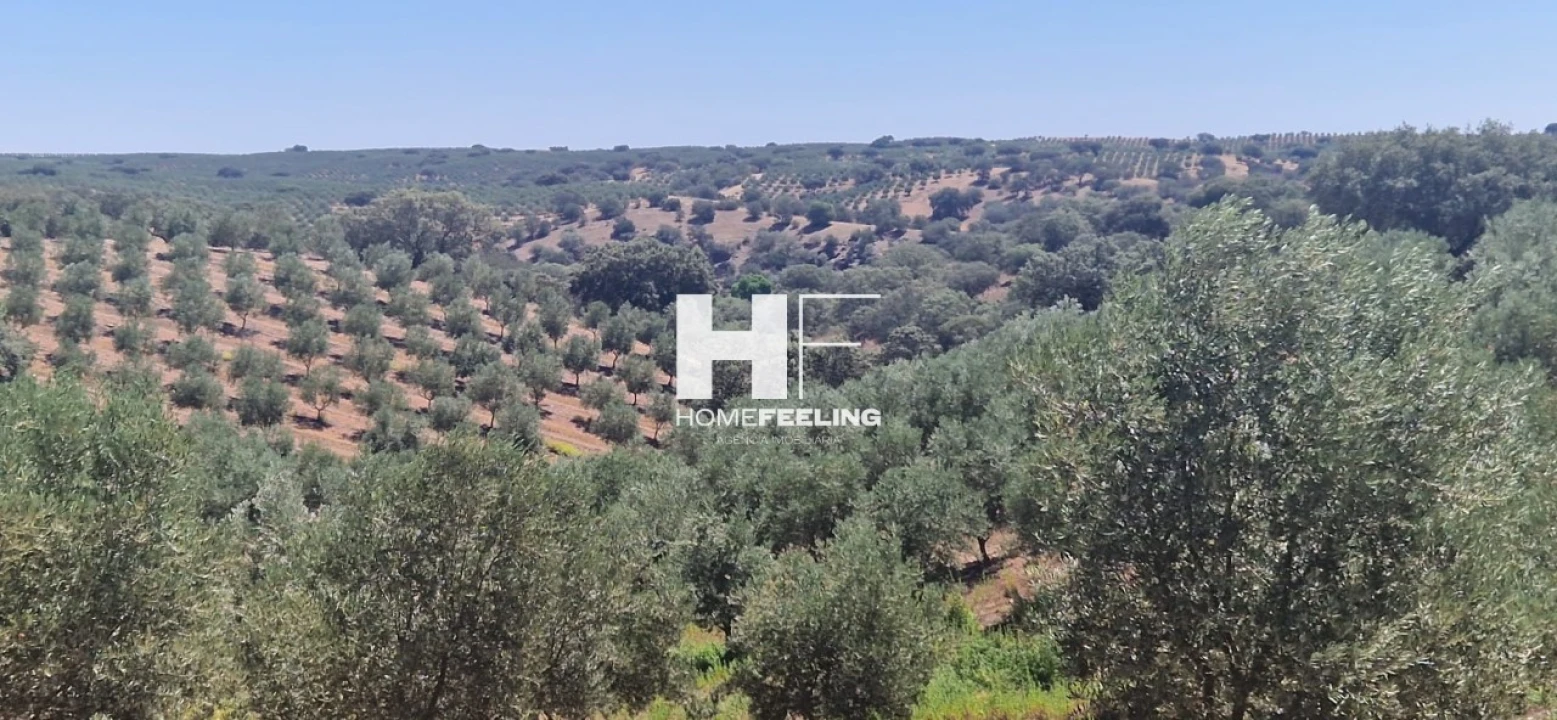 Quinta para Venda em Salvada e Quintos Foto 5