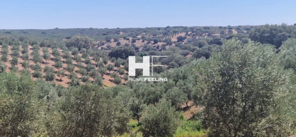 Quinta para Venda em Salvada e Quintos