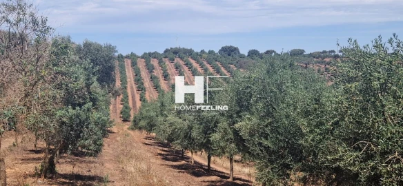 Quinta para Venda em Salvada e Quintos